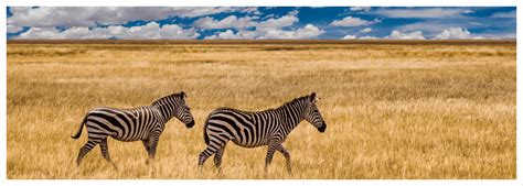 Safari Adventure: Unleashing the Thrill and Serenity of Africa