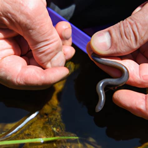 Safe and Effective Leech Removal: A Step-by-Step Guide