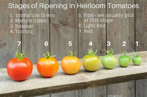 Seasonal Tomatoes: When's the Optimal Time to Discover Them?