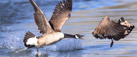 Secret Signals: How Geese Communicate with Each Other