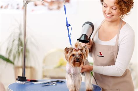 Seeking Professional Assistance: Knowing When to Consult a Groomer or Veterinarian