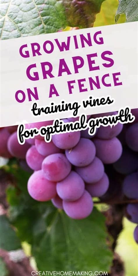 Selecting the Appropriate Grape Variety for Your Climate and Preferences