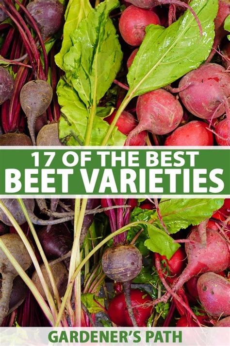 Selecting the Ideal Varieties for an Abundant Beetroot Yield