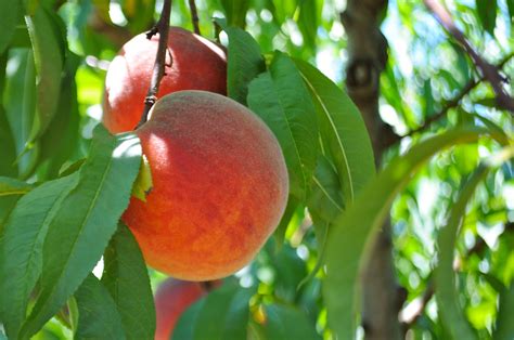 Selecting the Sweetest Peaches