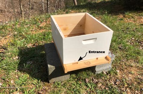 Setting Up Your First Beehive: A Step-by-Step Approach