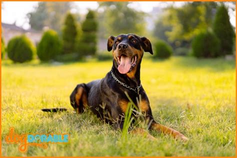 Setting the Record Straight: Debunking Misconceptions Surrounding Doberman Dogs