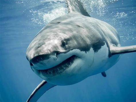 Sharks in Your Mind: The Role of Imagination in Fear