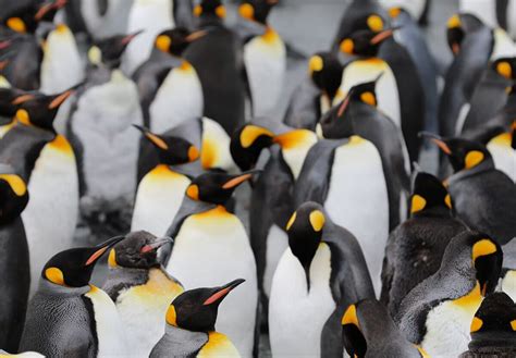 Shedding Light on the Hidden Crisis: Spreading Awareness About Penguin Preservation