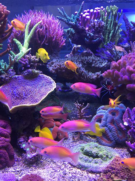 Showcase Your Affection for Marine Life with Fish Tanks