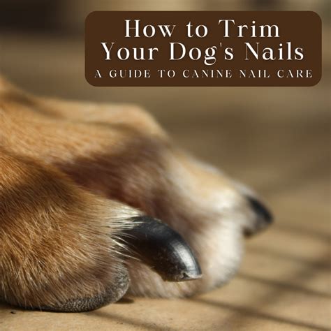 Signs Your Canine Companion is in Need of a Nail Trim