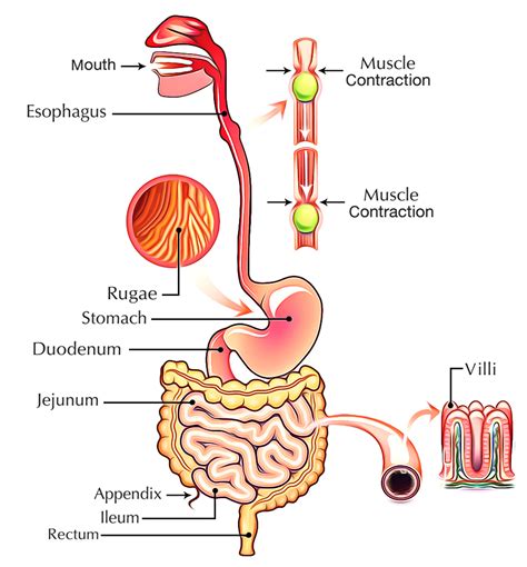 Simple Lifestyle Changes for a Well-functioning Digestive System