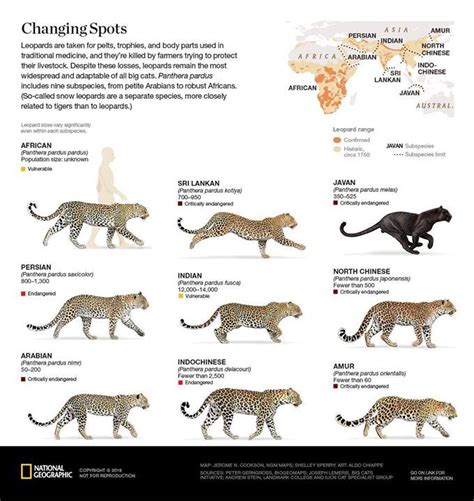 Social Behavior of the Petite Panthera: Discovering their Distinctive Lifestyle