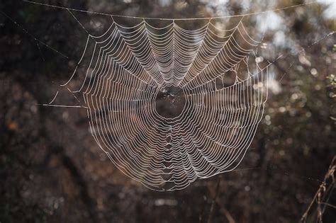 Spider Webs: A Sign of Intricacy and Complexity