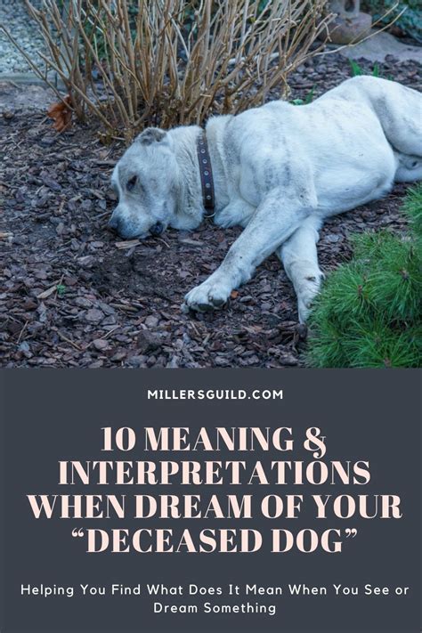 Spiritual Insights into Dreams Involving Canine Appendage Detachments