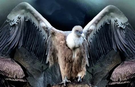 Spiritual and Mystical Significance of Vulture Encounters in Dreams