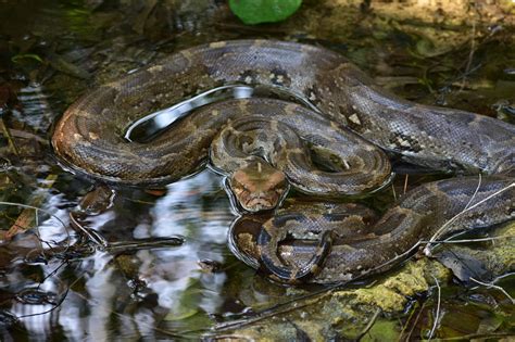 Spreading Awareness and Educating Others on Serpent Conservation