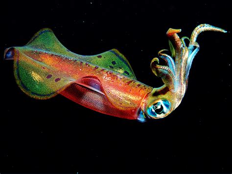 Squid as a Symbol of Metamorphosis: Revelations from Psychology