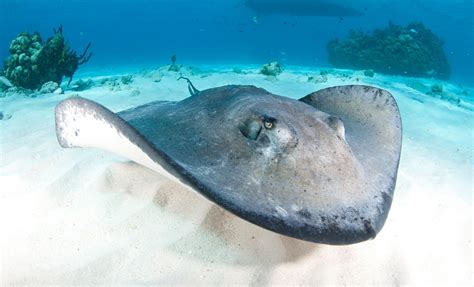 Stingray Spotting: Top Destinations for Encounters