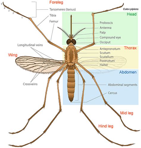 Striking Features: A Closer Look at the Astonishing Anatomy of Large Mosquitoes