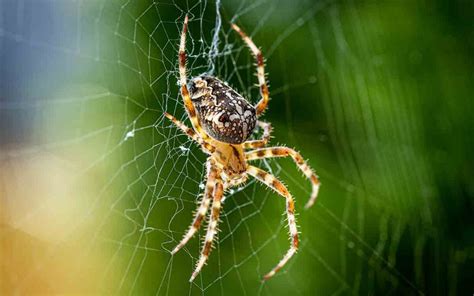 Superstitious Beliefs Surrounding Arachnids in Dreams