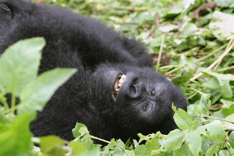 Sweet Slumber: Unraveling the Mystery of Gorillas' Sleep Patterns