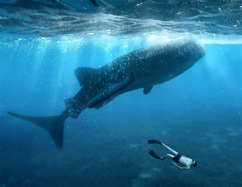 Swimming with Sharks: Examining the implications of dreaming about being in close proximity to these apex predators