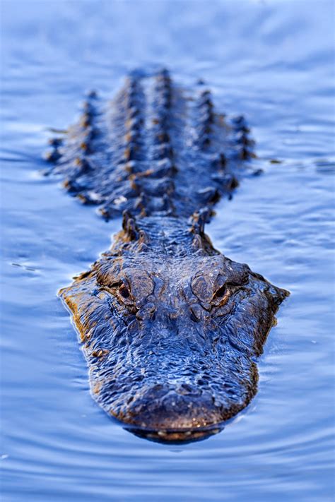 Symbolic Connections between Alligators and Emotions