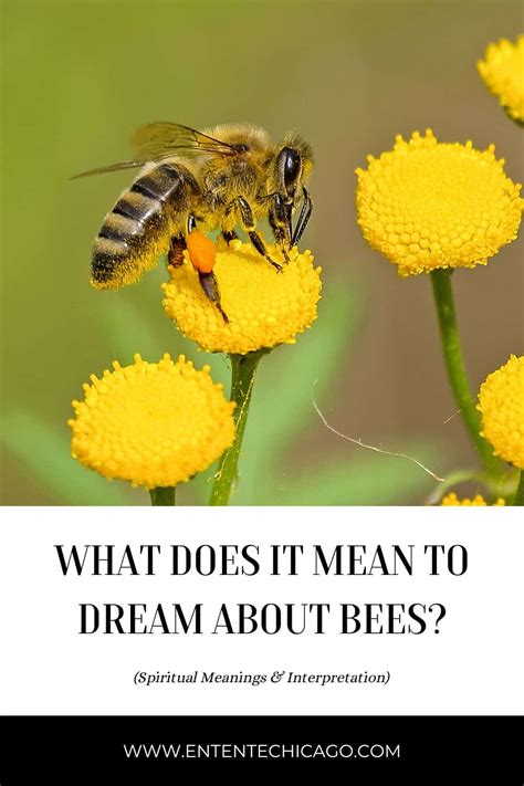 Symbolic Meaning of Dreams Involving Bees: An Emblem of Diligence and Effectiveness