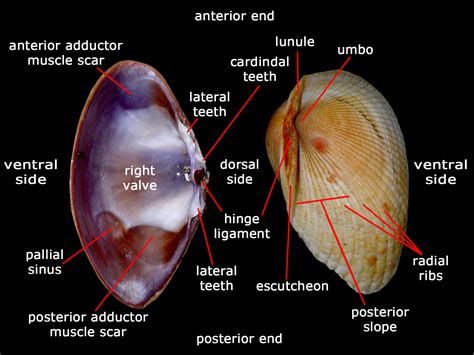 Symbolism of Enormous Bivalves in Visions