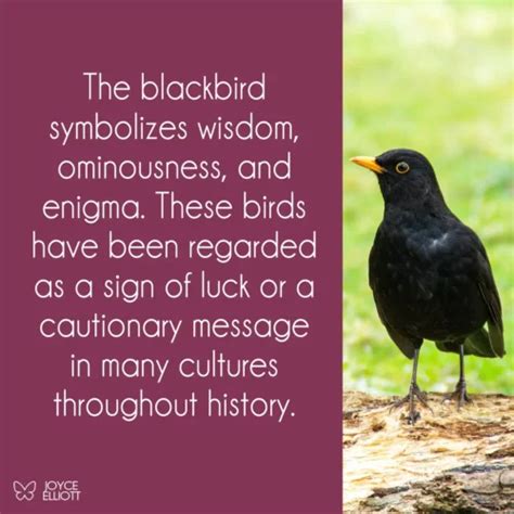 Symbolism of the Enormous Black Bird in Visions