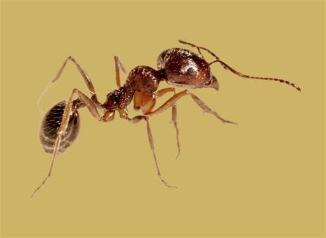 Symbolizing Diligence: The Remarkable Significance of Ants