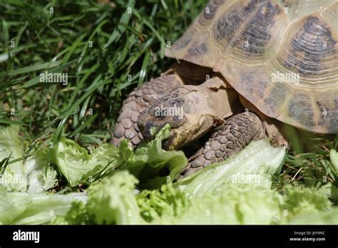 Symbols of Fantasizing about Devouring a Tortoise