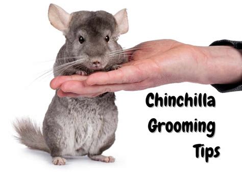 Taking Care of Your Chinchilla's Grooming Needs