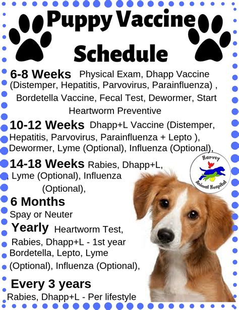 Taking Care of Your Puppy's Health: Veterinary Visits, Vaccinations, and Nutrition