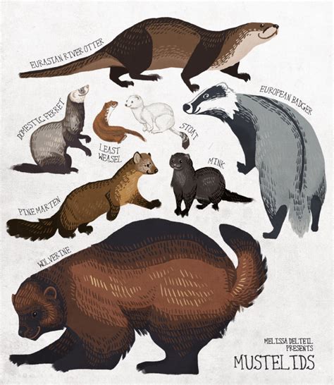 Tales of Colossal Mustelids in Art and Literature