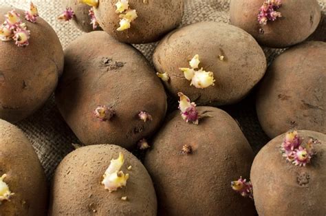 Tasting the Difference: Why Grown-Not-Bad Potatoes Are Worth the Hype