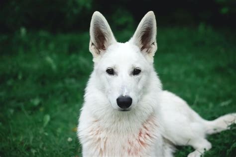 Temperament and Personality Traits of White German Shepherds