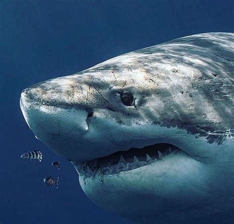 The 10 Most Fascinating Facts About the Majestic White Shark