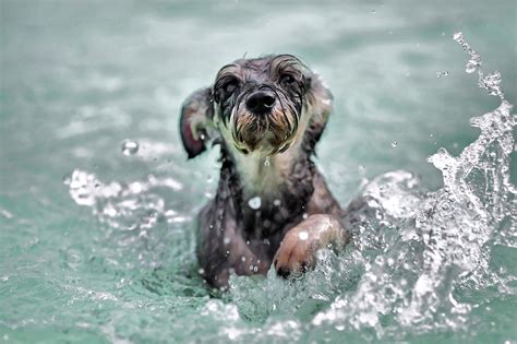 The Adorable Sight of Puppies Paddling and Splashing