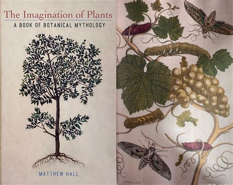 The Advantages of Cultivating Plants in your Imagination