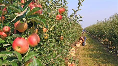 The Advantages of Harvesting Fresh Apples Straight from the Orchard