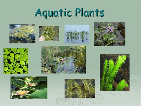 The Advantages of Live Flora in Your Underwater Habitat