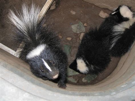 The Advantages of Owning a Skunk as a Companion