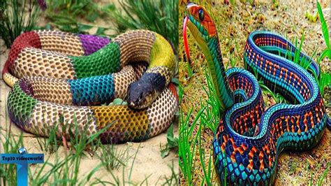 The Allure of Brilliant and Colorful Serpents