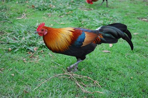 The Allure of Rearing Domestic Fowl: Understanding the Fascination