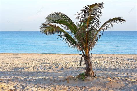 The Allure of Solitude: Understanding the Appeal of Solitary Existence on an Uninhabited Tropical Paradise