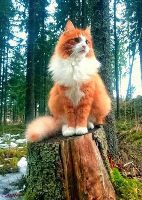 The Alluring Charm of Majestic Orange Cats