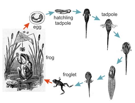 The Amazing Metamorphosis from Egg to Tadpole