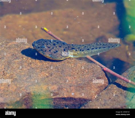 The Aquatic Playground: A Tadpole's Wetland Habitat