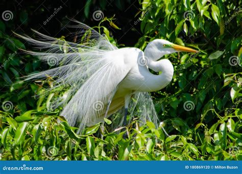 The Art of Communicating with Graceful Birds: The Deep Connection between Humans and Their Feathered Friends